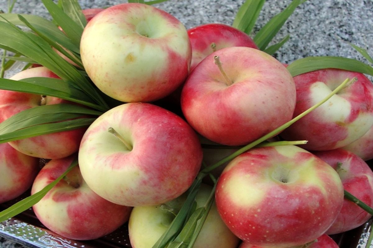 آغازبرداشت سیب گلاب از ۲۳۰۰ هکتار باغات استان اصفهان