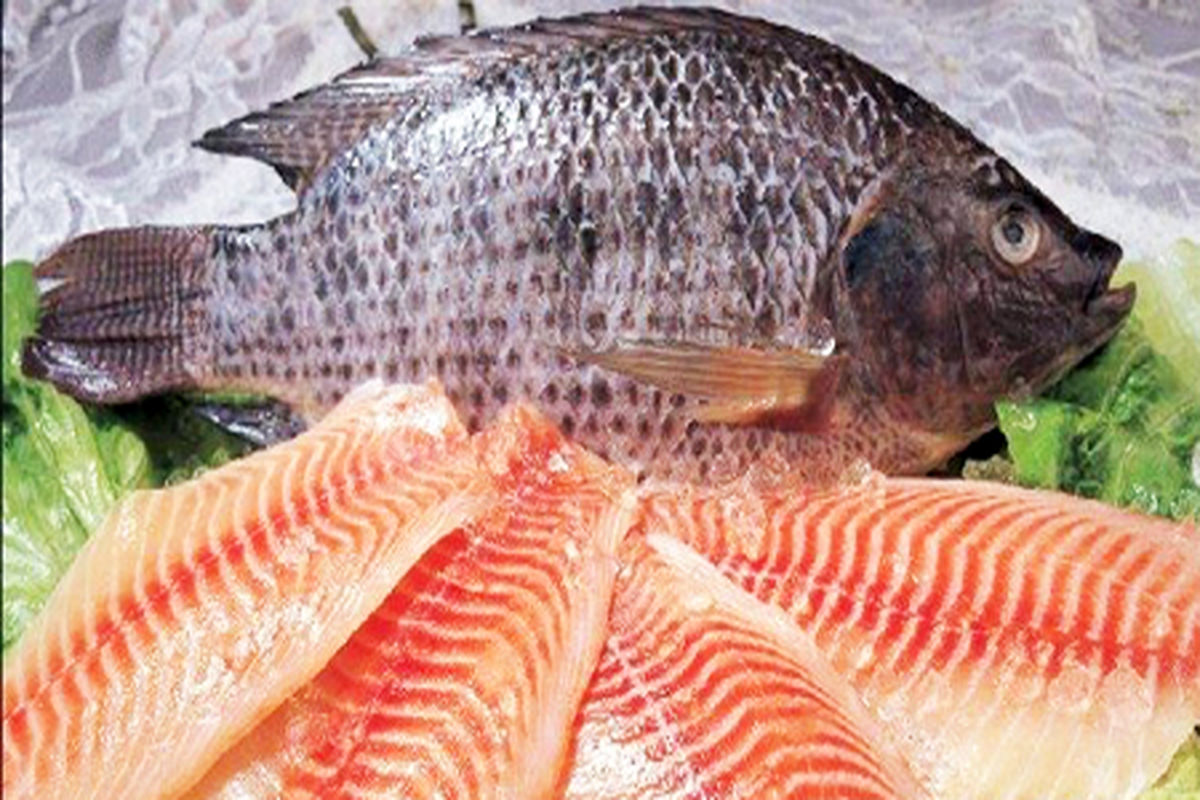 تکثیر و پرورش ماهی تیلاپیا ممنوع است