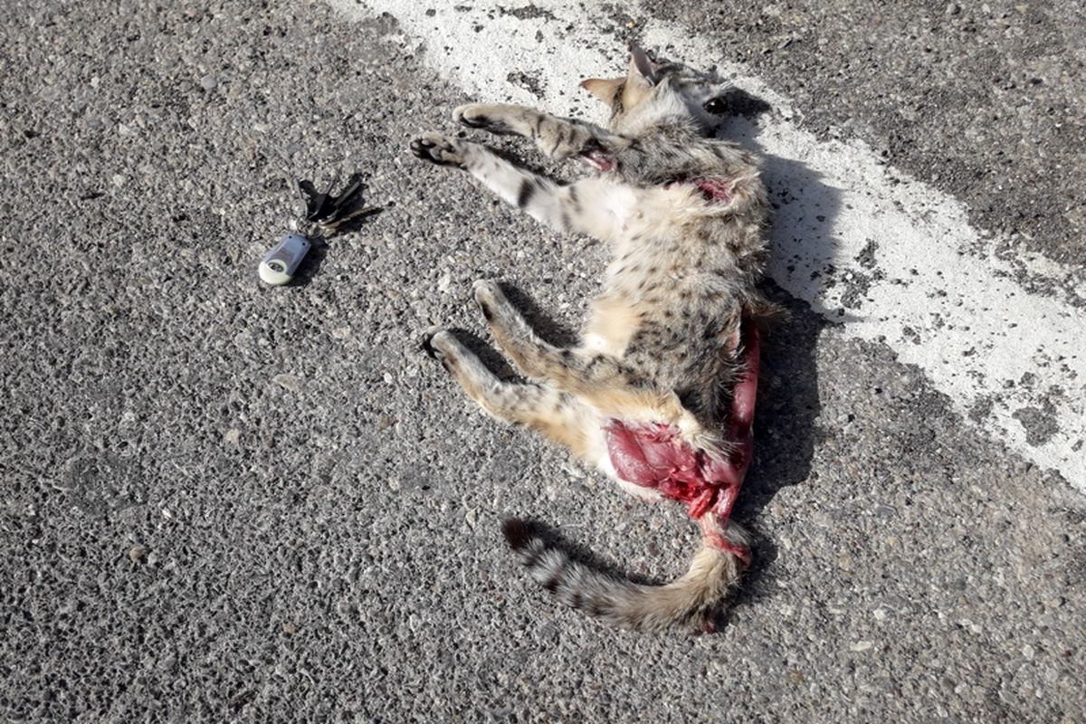 مرگ گربه وحشی در جاده خرم آباد- الشتر