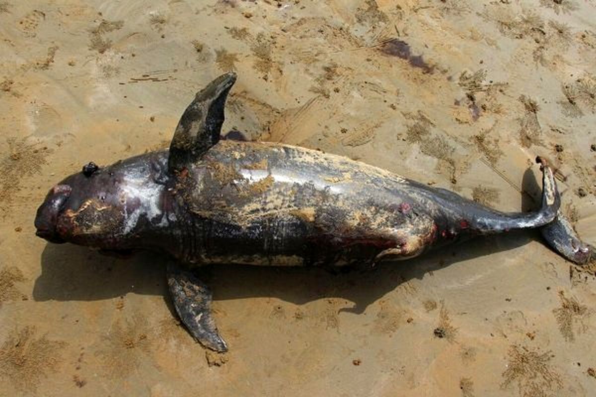 کشف لاشه دو نهنگ در حال انقراض در سواحل کنارک
