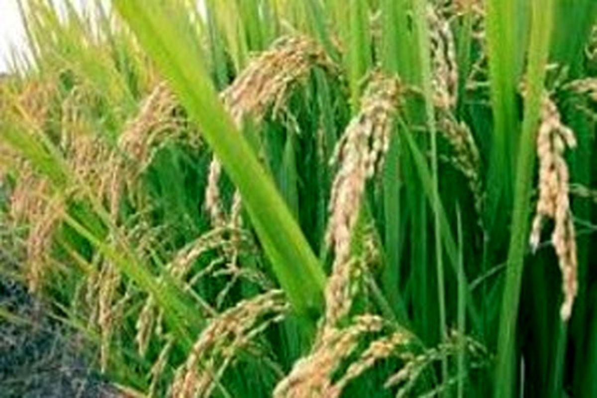 به بارنشستن نخستین خوشه های برنج