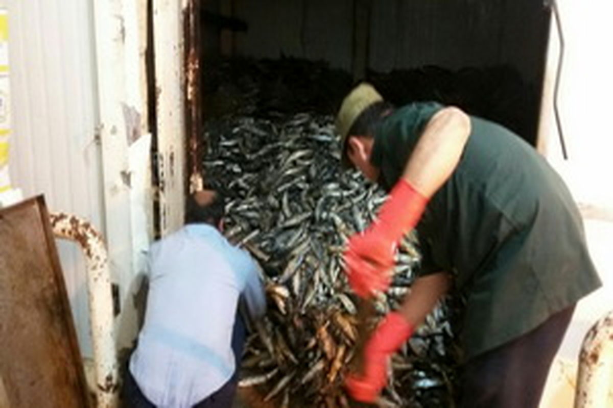 معدوم سازی  محموله ۲۵تنی ماهی ماکرل منجمد در کوهدشت