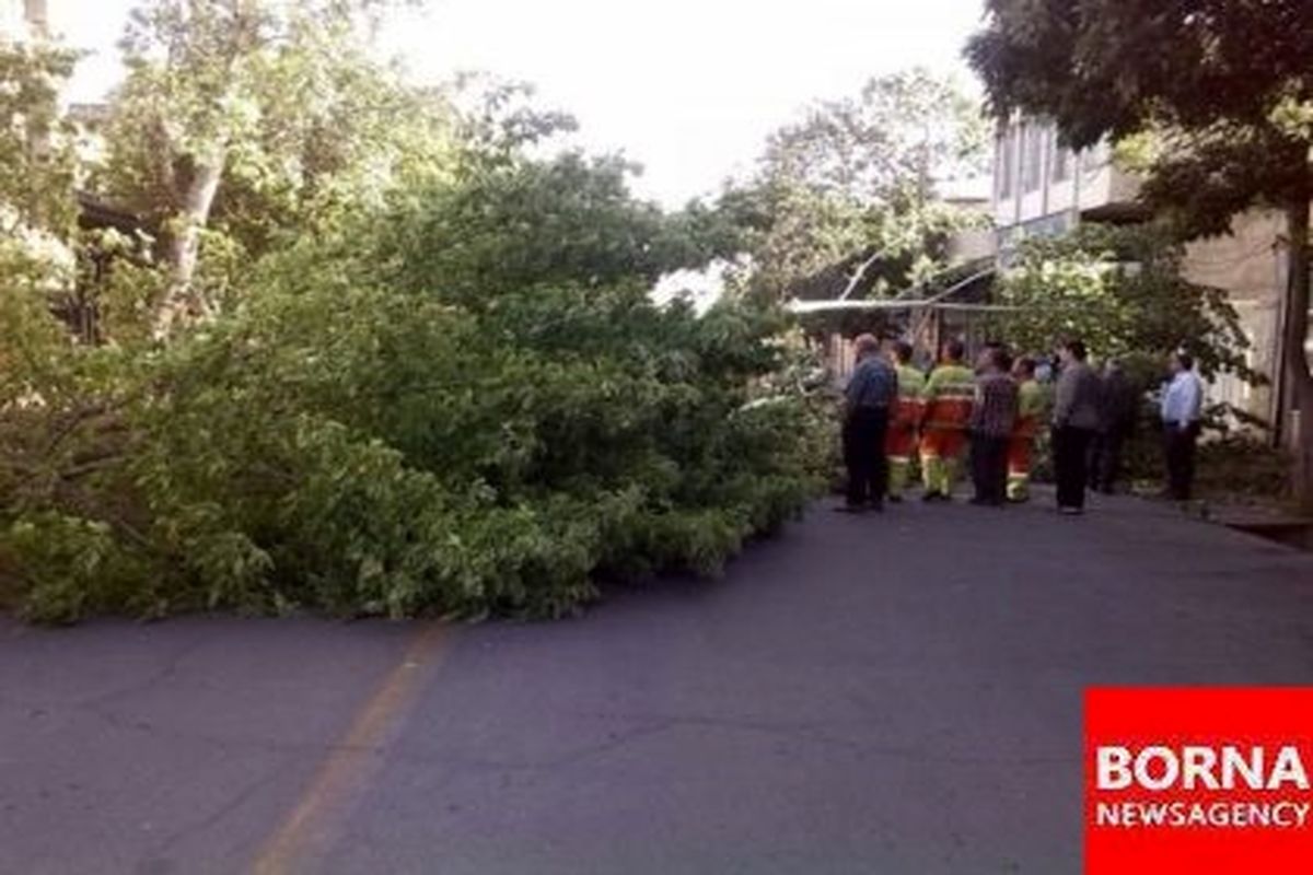 سقوط درخت در وسط خیابان میرداماد /ببینید