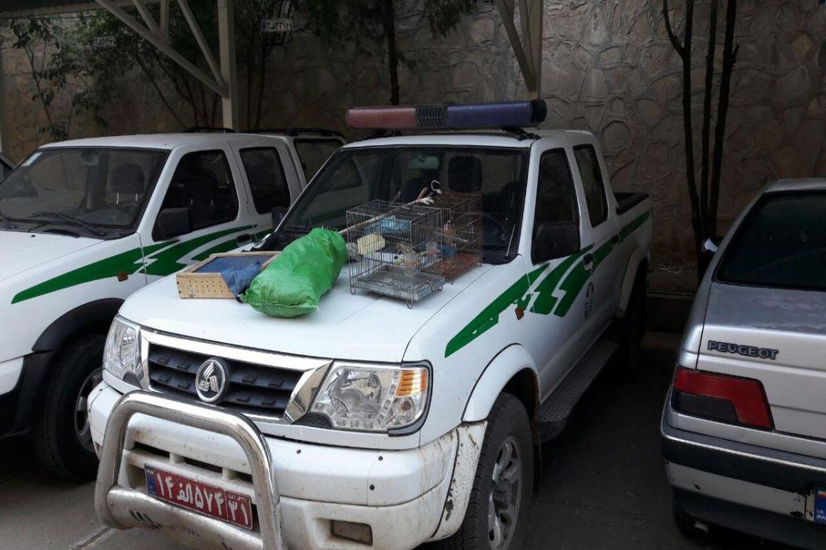 دستگیری دو گروه صیاد سهره ها در خرم آباد