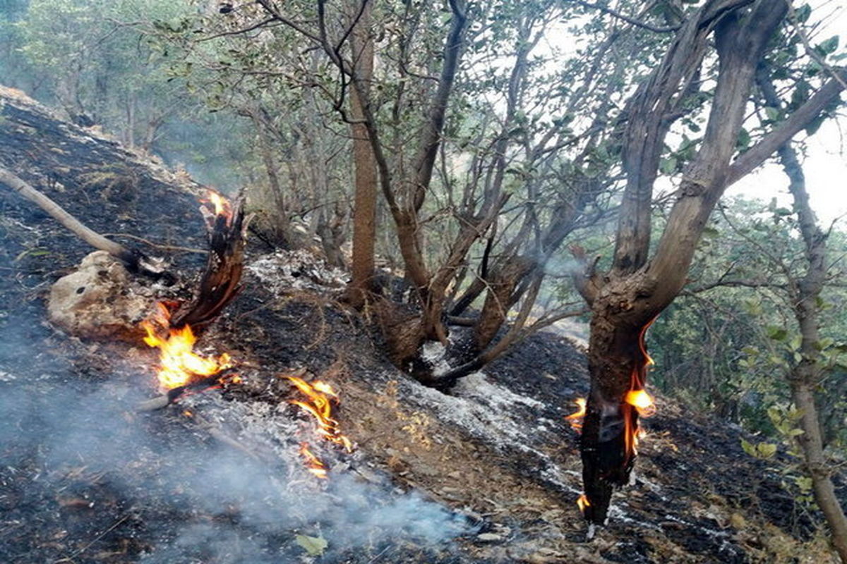 وقوع ۶ آتش‌سوزی در جنگل‌های مشگین شهر