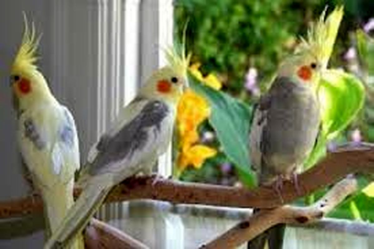 کشف ۶۴ پرنده کمیاب قاچاق در ایرانشهر