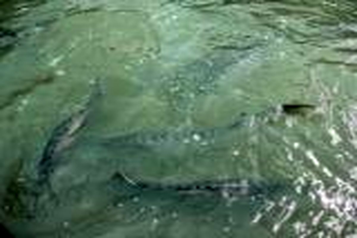 عملیات اجرایی بزرگترین مجتمع آبزی پروری شمال خوزستان آغاز شد