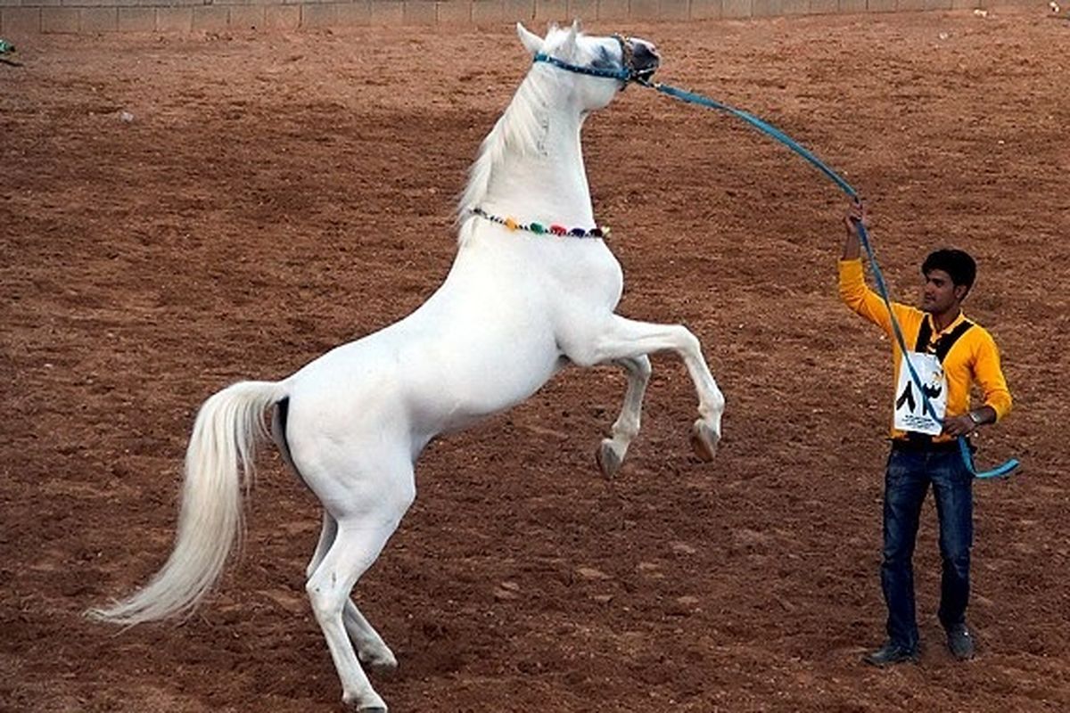 جشنواره زیبایی اسب‌ در سرعین برگزار می‌ شود