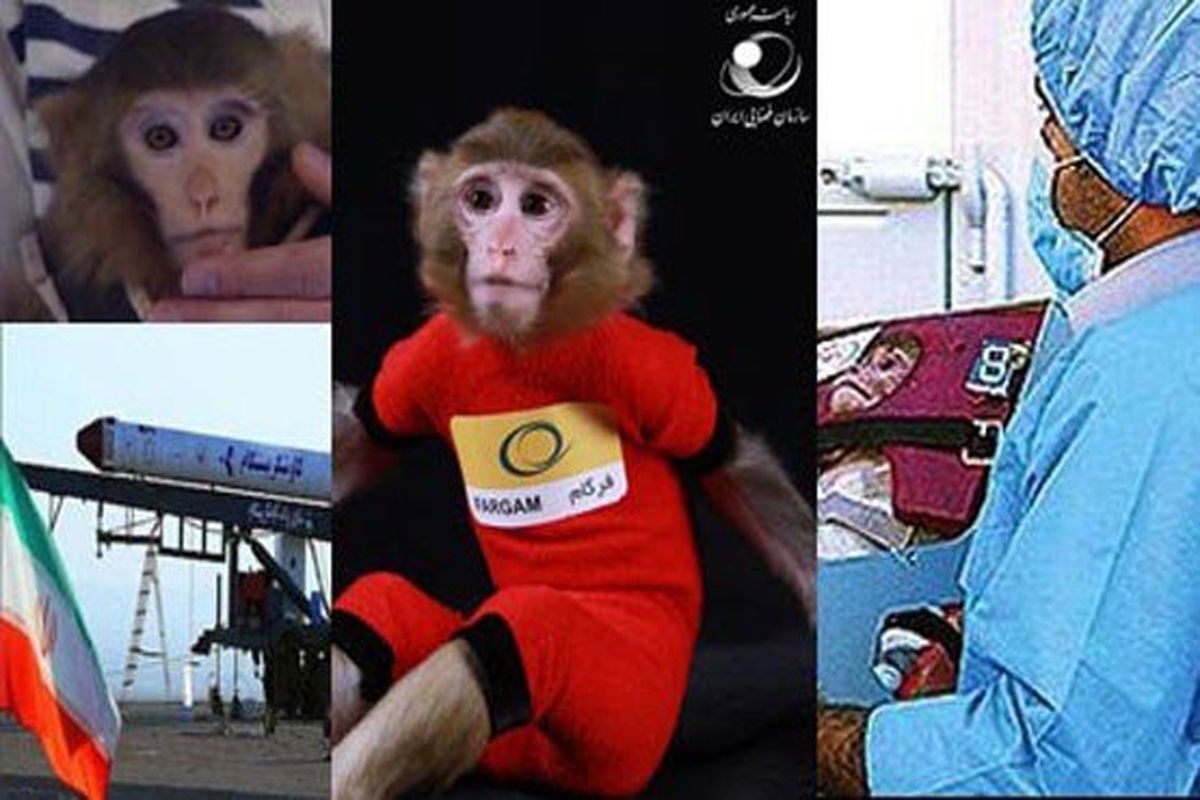 میمون های فضانورد ایران بچه دار شدند