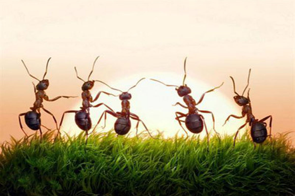 چرا مورچه ها هرگز در ترافیک نمی‌‌مانند؟!