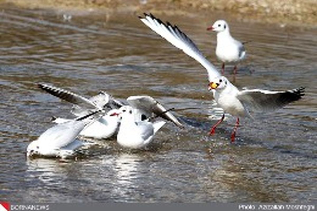 شکار پرندگان آبزی سال ۹۶ در  تمام مناطق استان فارس ممنوع است