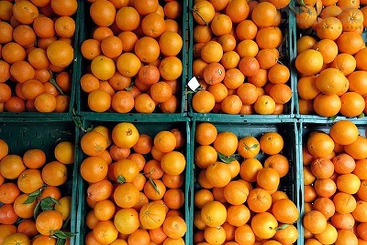 مصرف این پرتقال ها ممنوع !