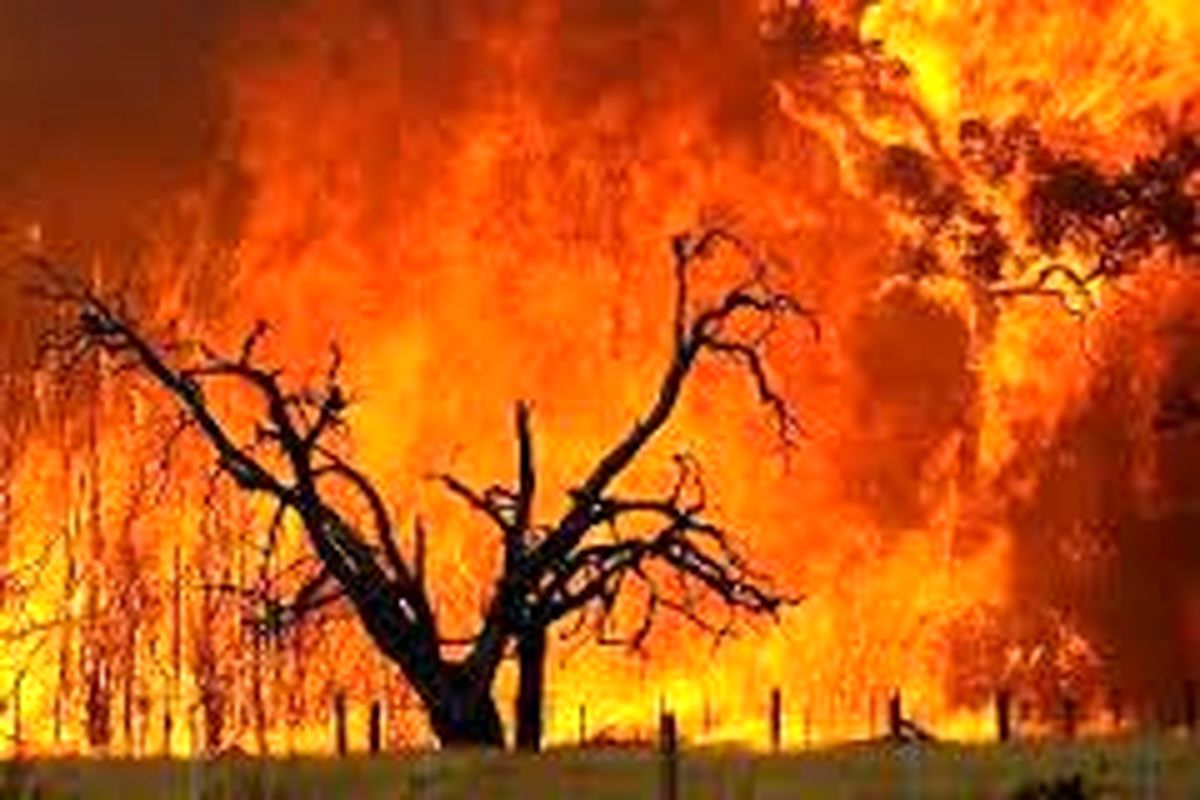 در آتش سوزی جنگل، ۱۵۰ نفر مفقود و ۱۵ نفر کشته شدند!
