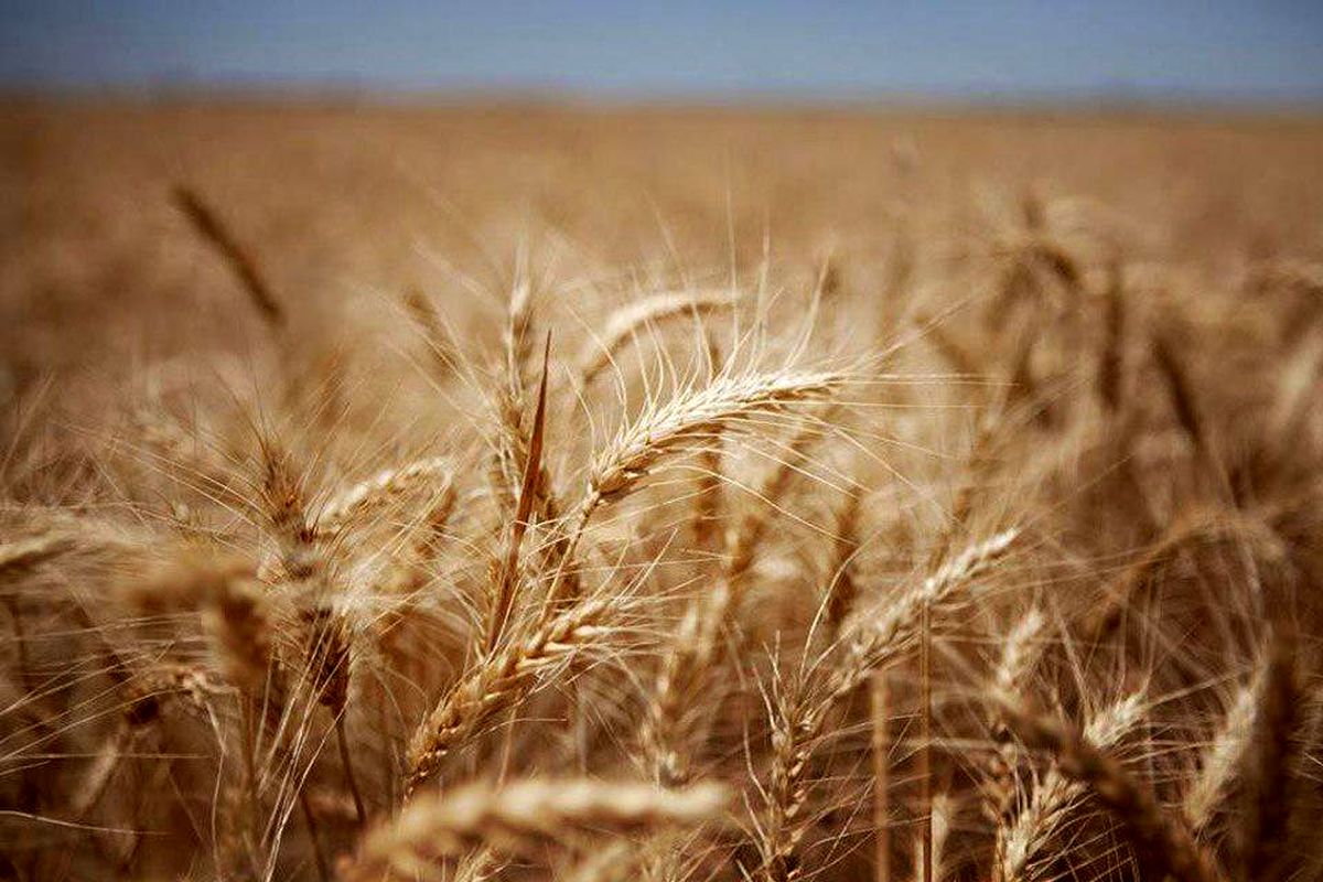۳۱ هزارتن گندم دوروم برای نخستین بار به ایتالیا صادر شد