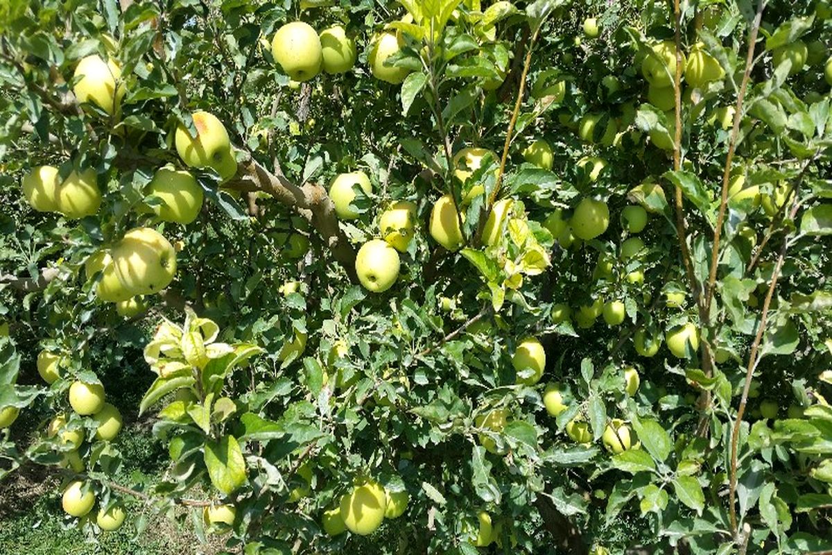 افزایش ۲۰ درصدی تولید سیب درختی در تکاب