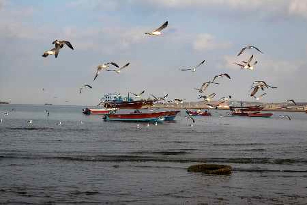 آغاز مهاجرت پرندگان آبزی و کناره آبزی به نوار ساحلی سیستان و بلوچستان