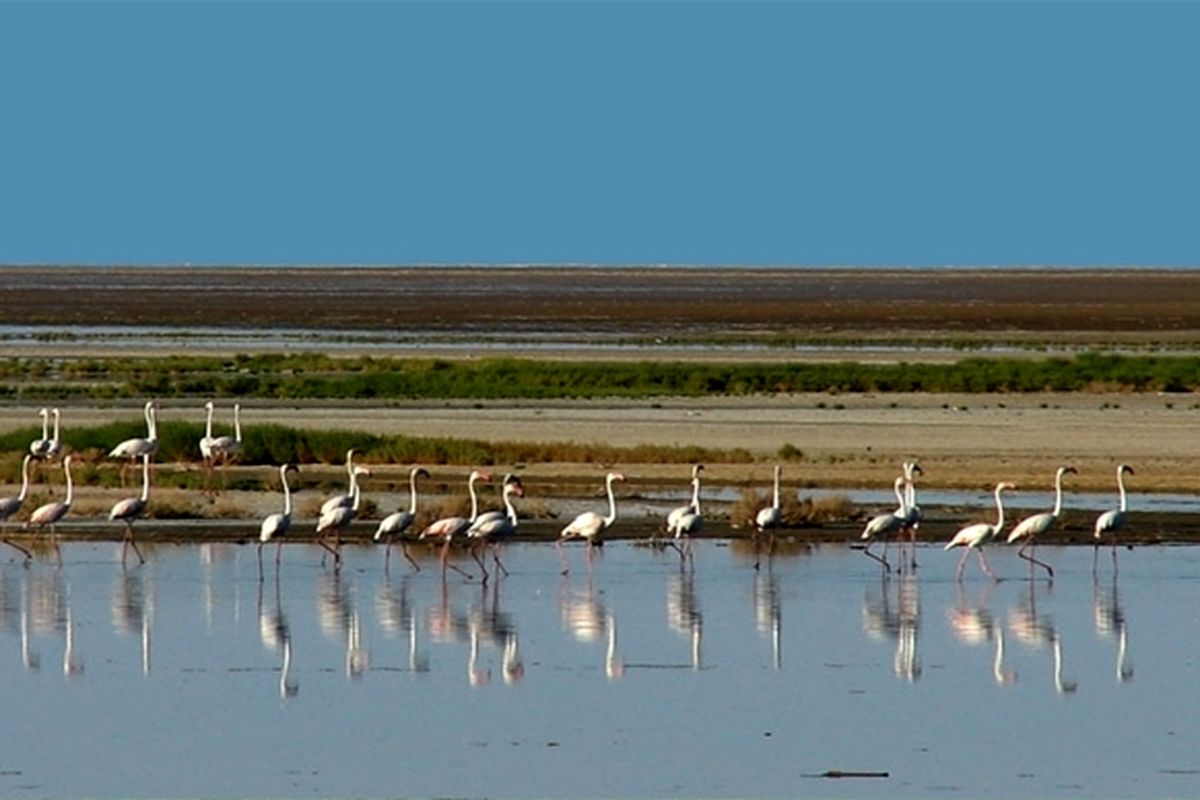 انتظار طولانی برای احیای گاوخونی/پیامدهای وحشتناک خشک شدن گاوخونی