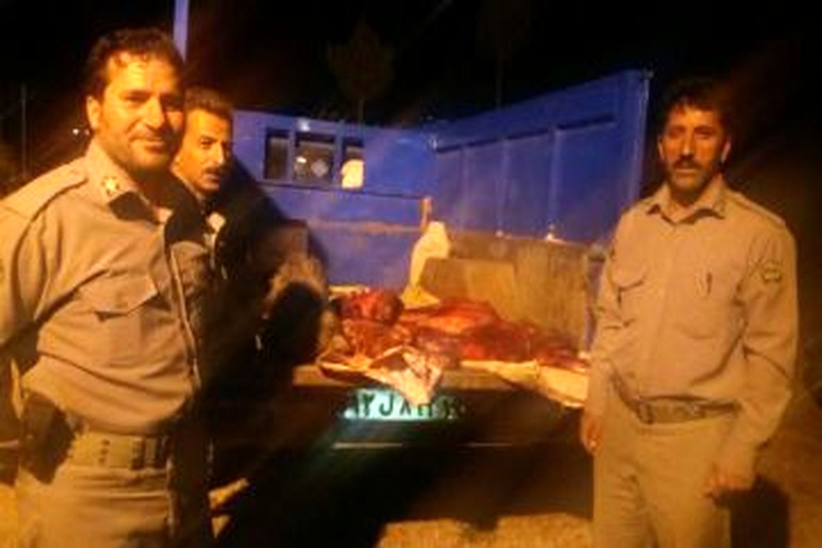 ماشین گوشت گراز توقیف شد