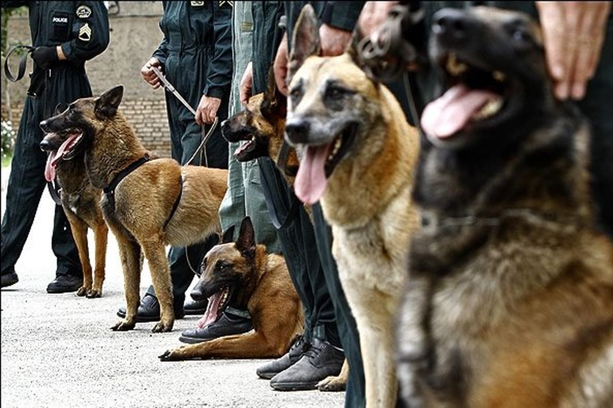 حضور سگ‌های تجسس پلیس در مناطق زلزله زده