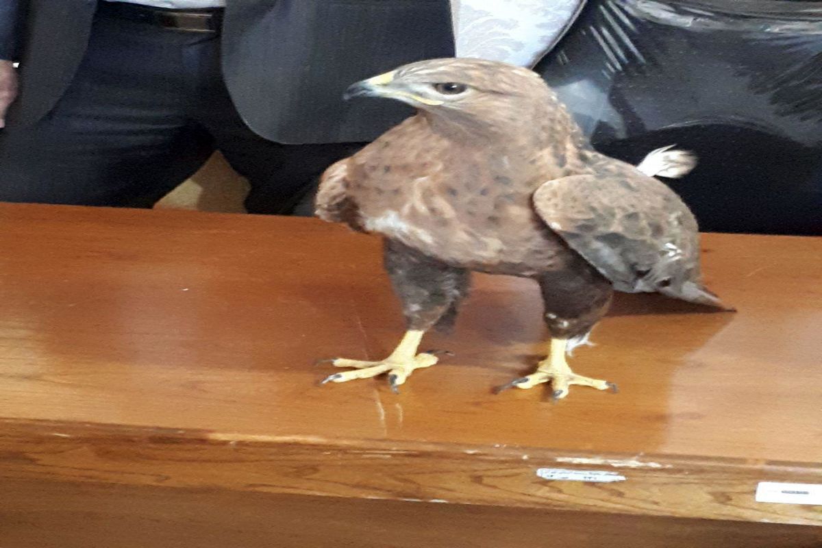 تحویل یک بهله پرنده شکاری به اداره حفاظت محیط زیست در شهرستان پیشوا