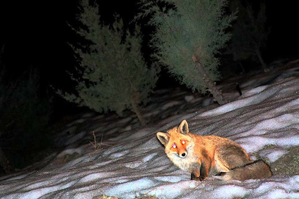 رها سازی یک قلاده روباه مزاحم در قم