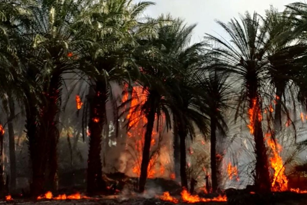 مهارشدن آتش نخلستان ناهوک در سراوان