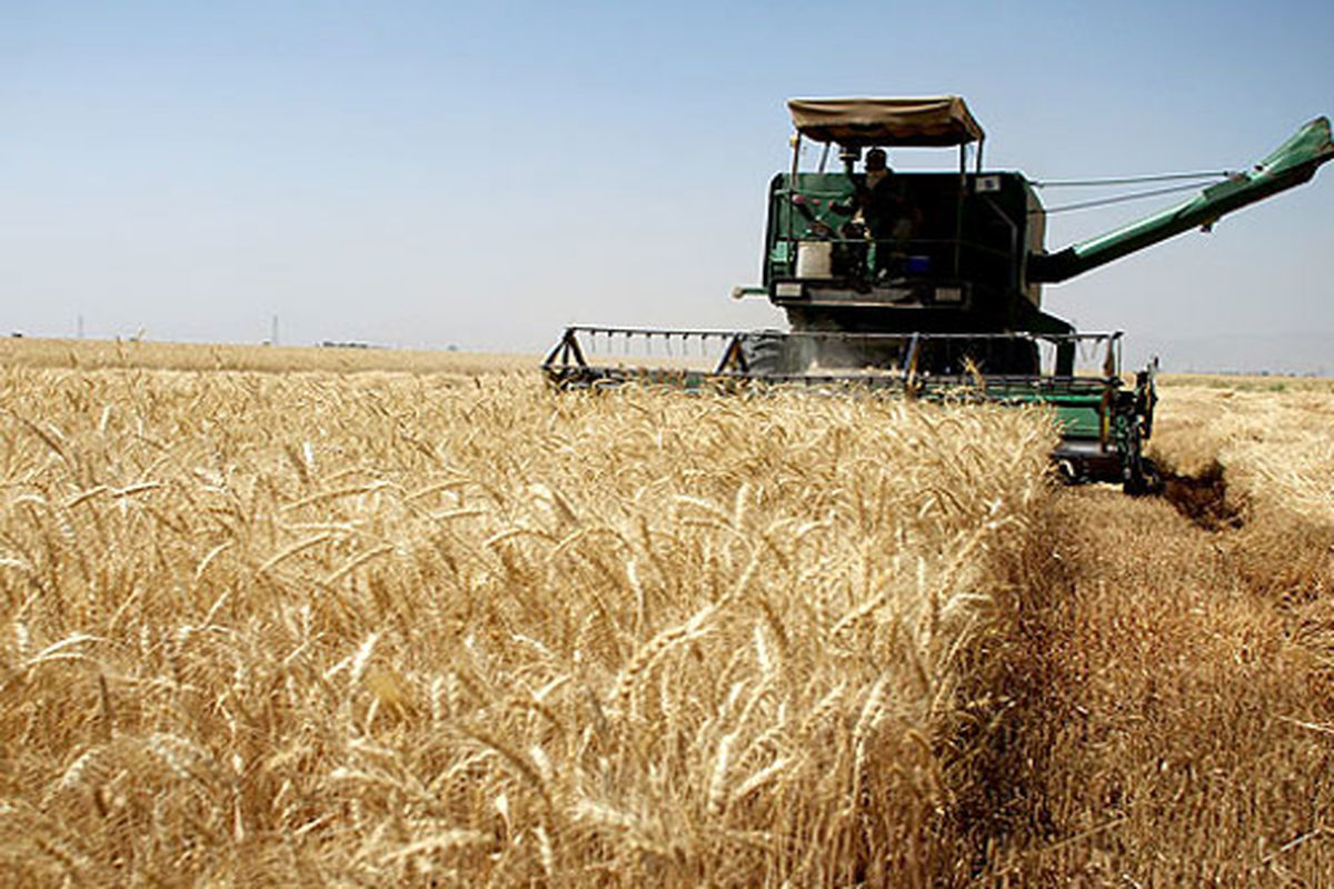 دولت بیش از ۹ میلیون تن گندم از کشاورزان خرید کرده است