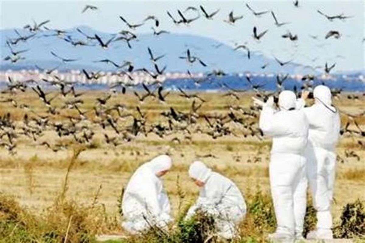 مهار آنفولانزای فوق حاد پرندگان در کشور