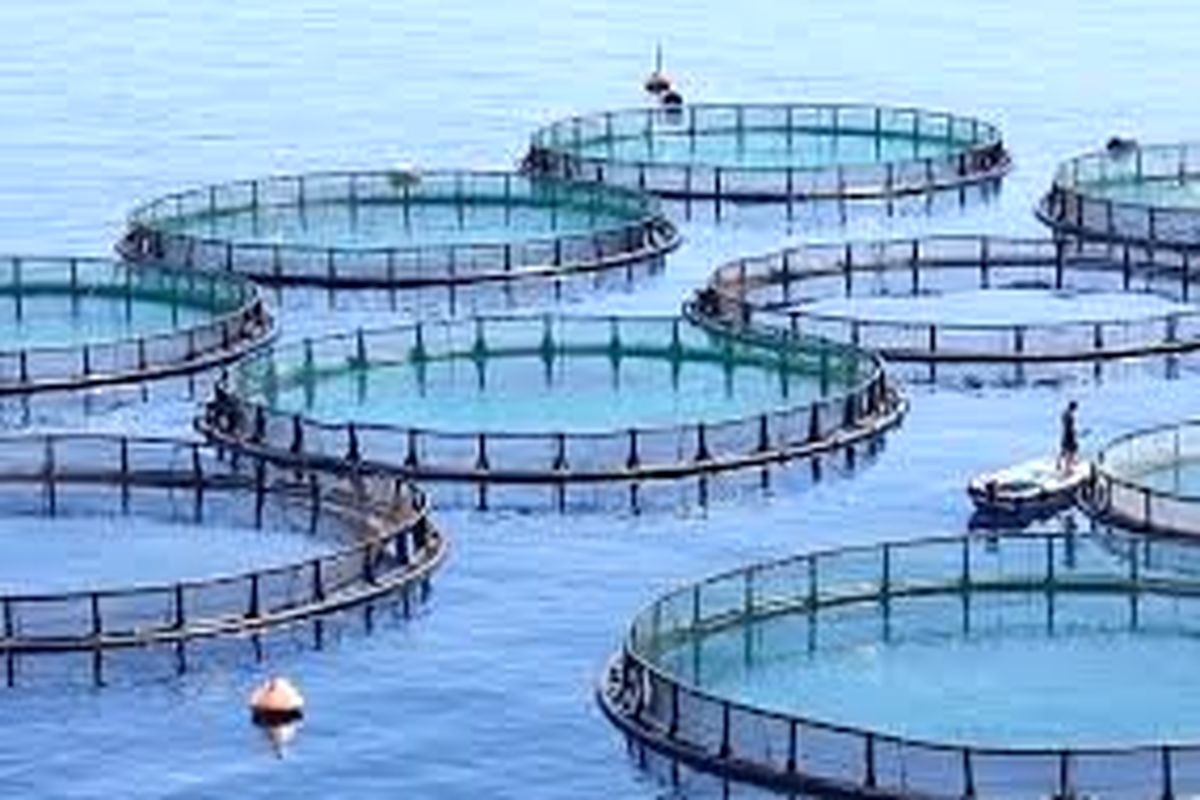 تولید ۱۶۰ هزار تن ماهی در قفس در سواحل سیستان و بلوچستان