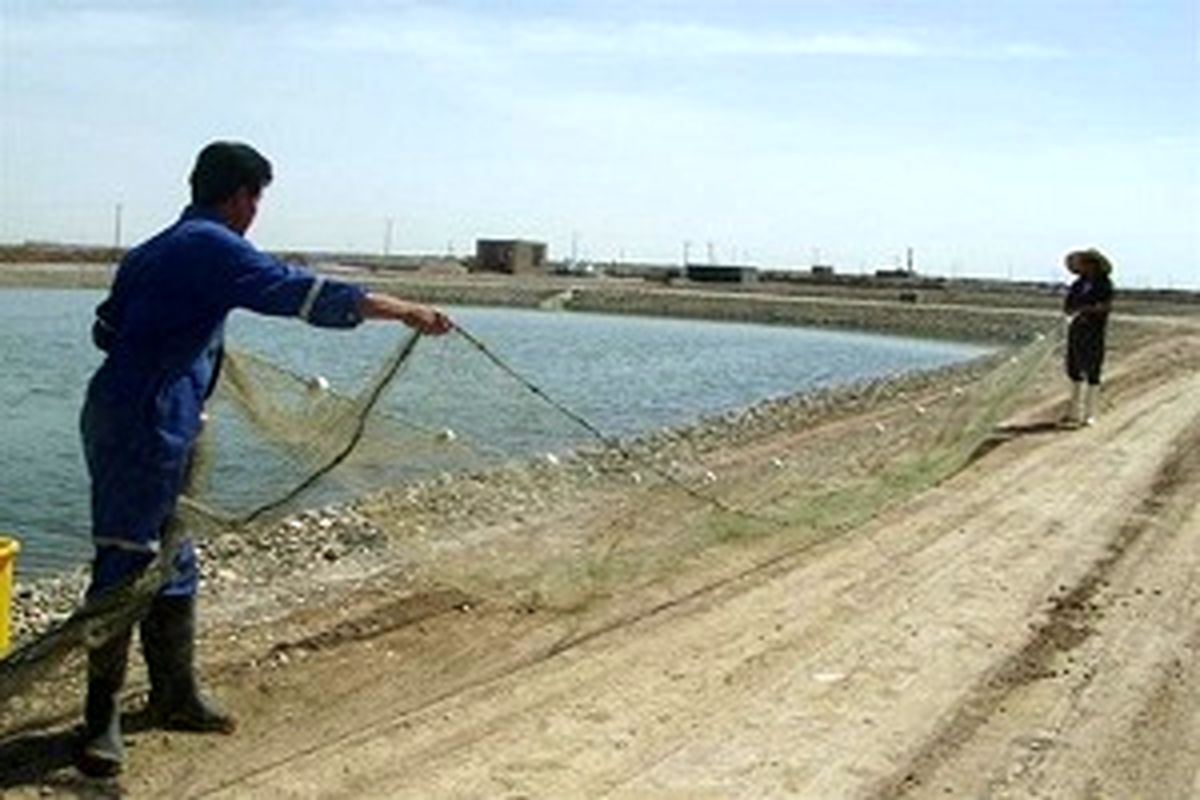 تولید ۱۶۰ هزار تن ماهی در قفس در سواحل سیستان و بلوچستان