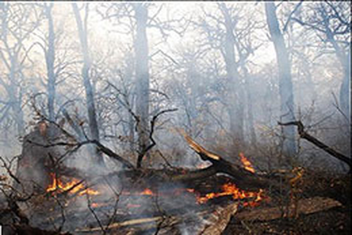 خاموش شدن آتش سوزی در جنگل های عباس آباد
