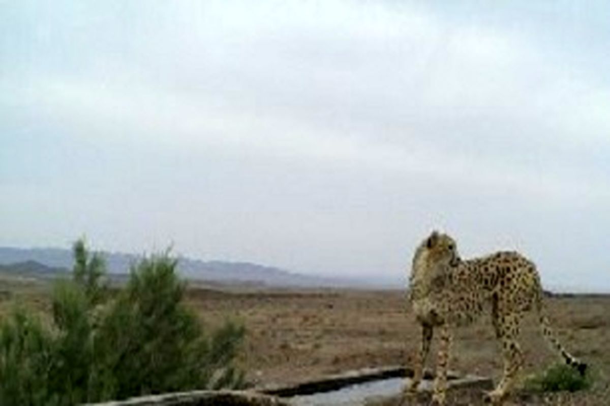 مشاهده ۲ قلاده یوزپلنگ در اردکان یزد