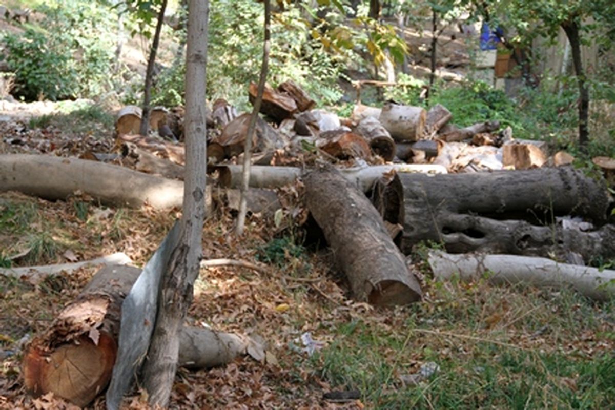 مجوز شهرداری ارومیه به قطع درختان!