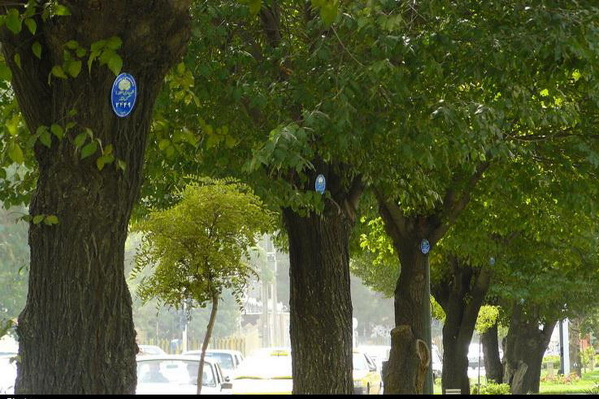 شهردار تهران: درختان کهنسال پایتخت احیا می شوند