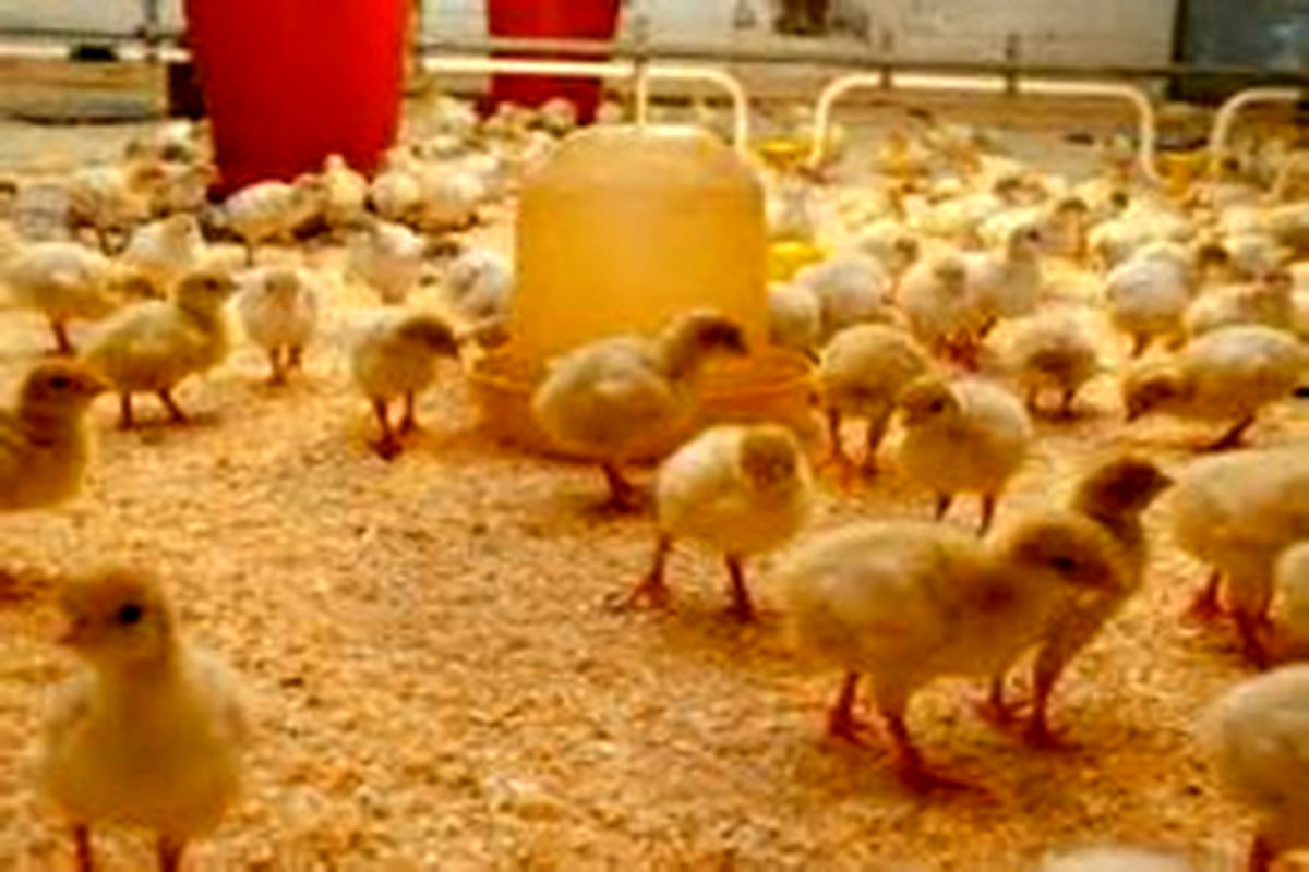 کشف ۲۶هزارقطعه جوجه مرغ فاقد مجوز در"مرودشت"