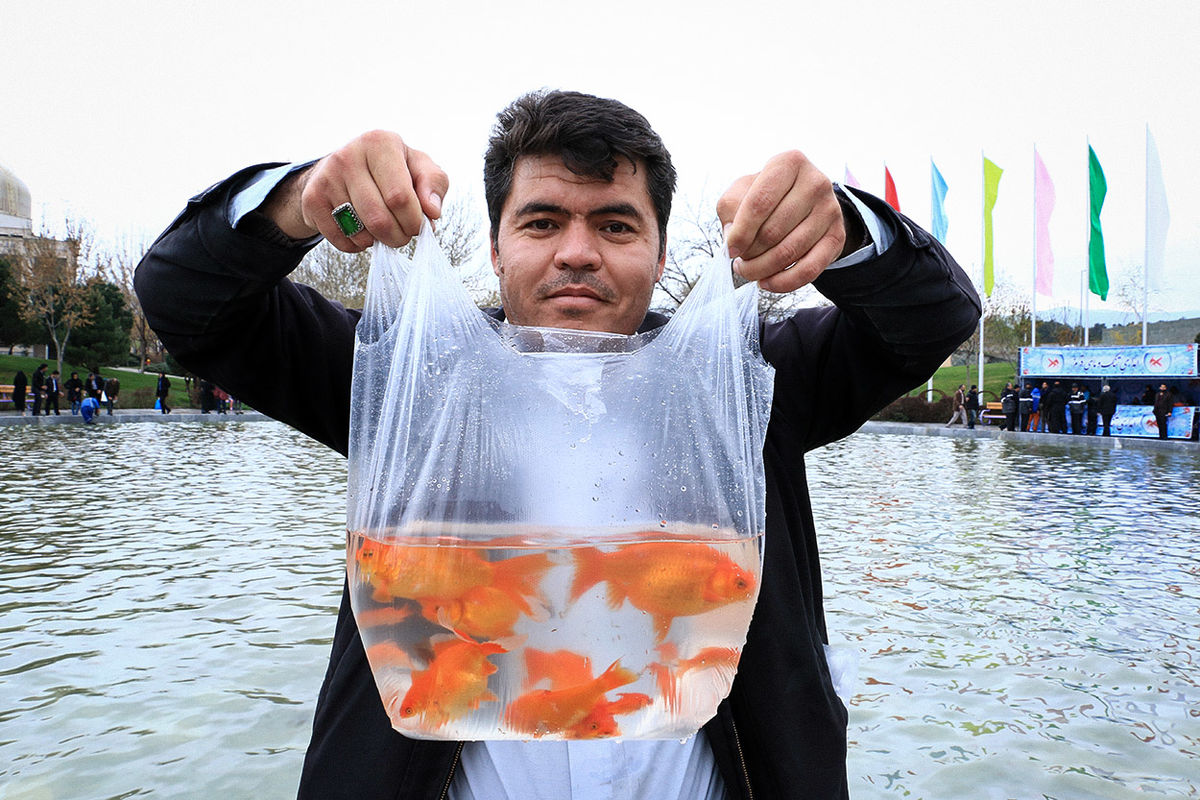 واردات سالانه ۵۰۰ هزار ماهی قرمز پروانه دار به استان یزد