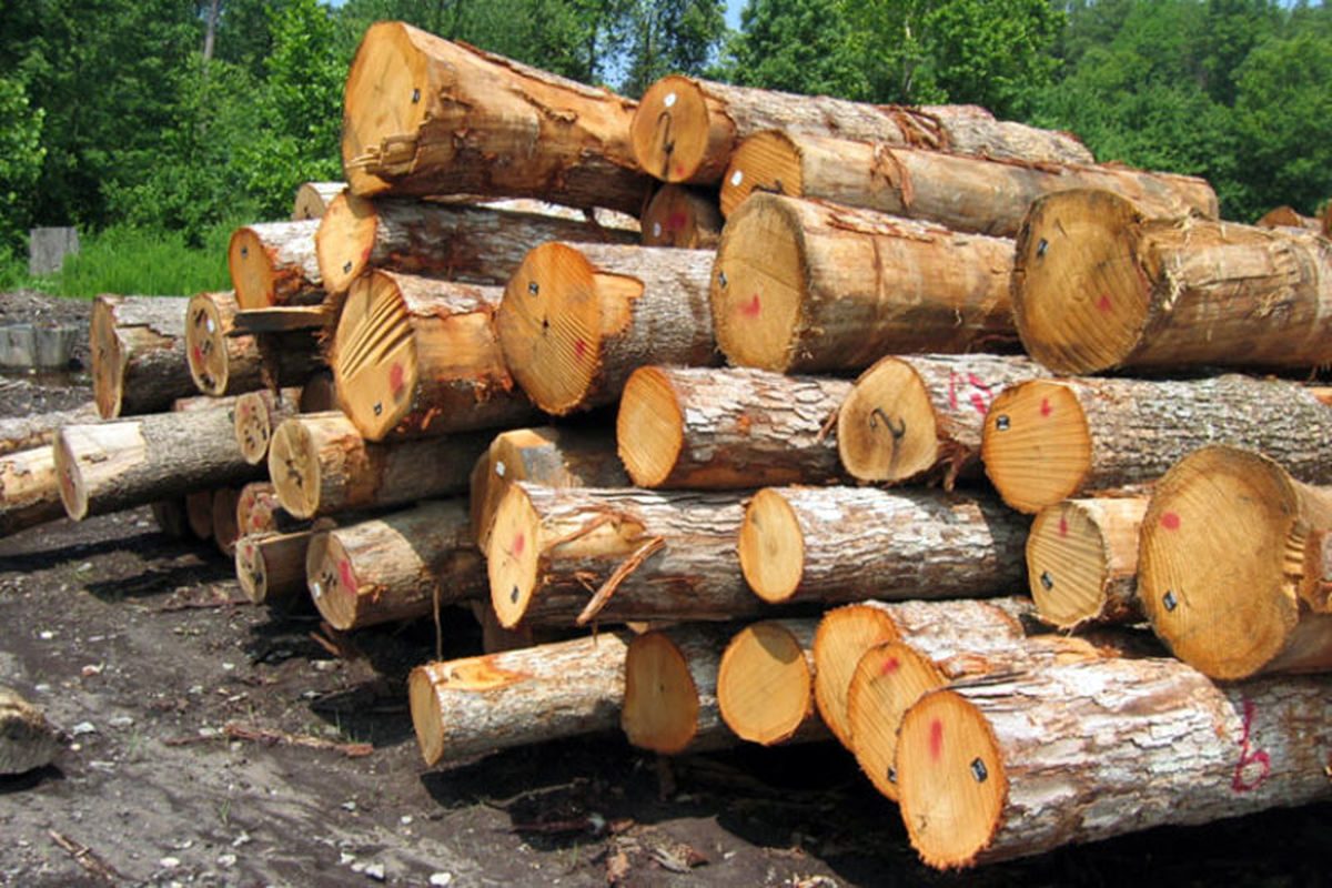 کشف بیش از ۴ تن چوب قاچاق در فومن