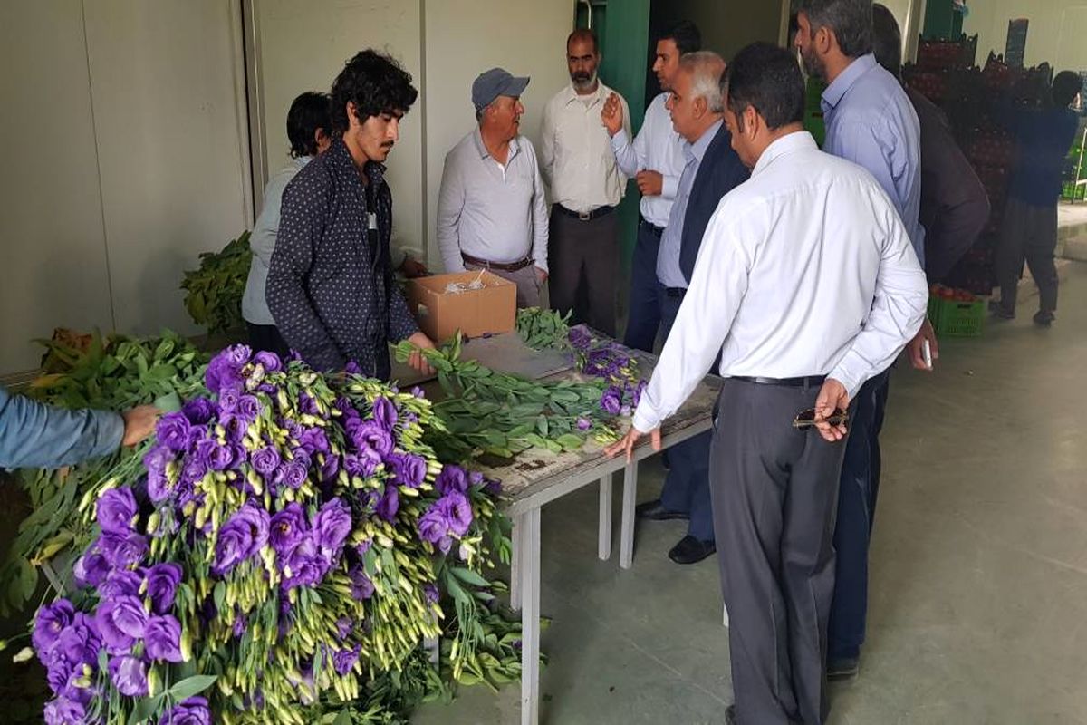 بازدید رئیس سازمان جهاد کشاورزی هرمزگان از مزارع دهستان طارم