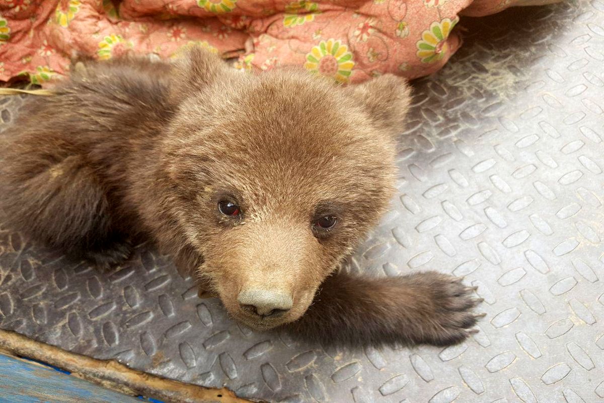 یک قلاده توله خرس توسط دوستداران محیط زیست تحویل اداره محیط زیست شفت گردید