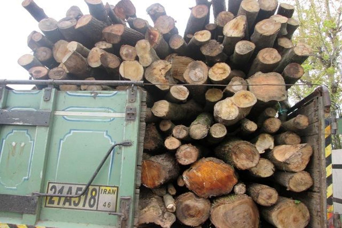کشف ۱۴ تن چوب قاچاق در شهرستان ماسال