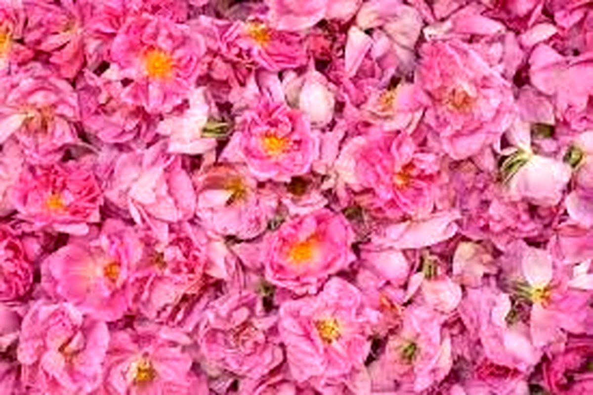 استخراج ۱۲۰ فرآورده دارویی و بهداشتی از گیاه گل محمدی