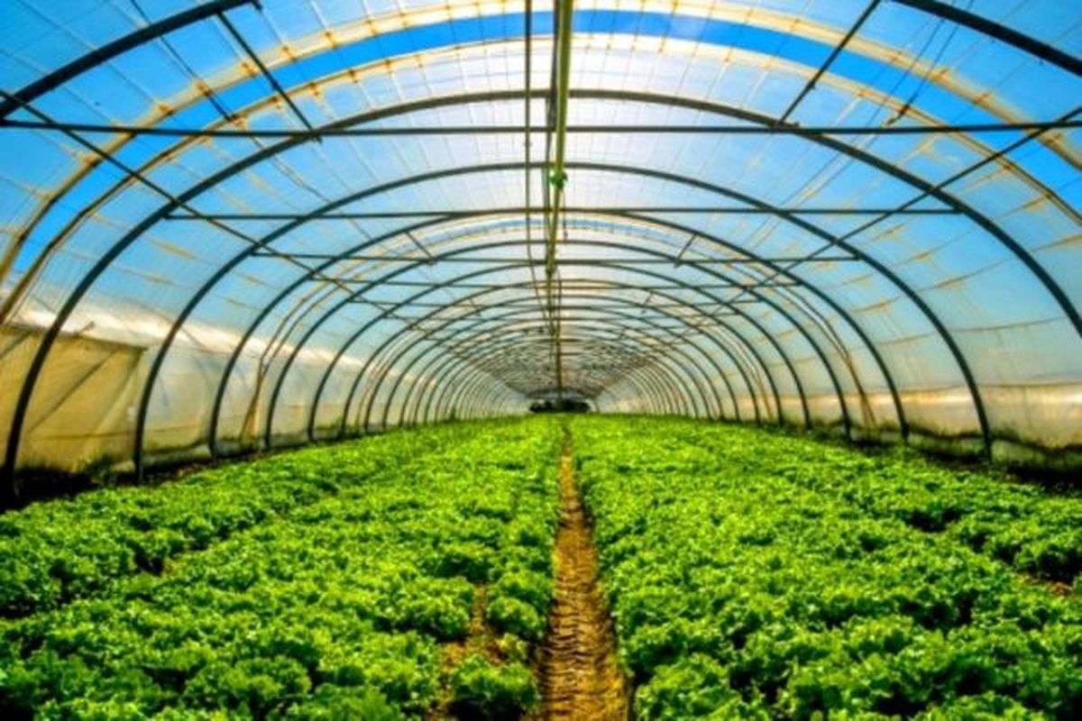 ۲۰۰هکتار گلخانه تولید محصولات کشاورزی تا شهریور سال جاری در هرمزگان ایجاد می شود