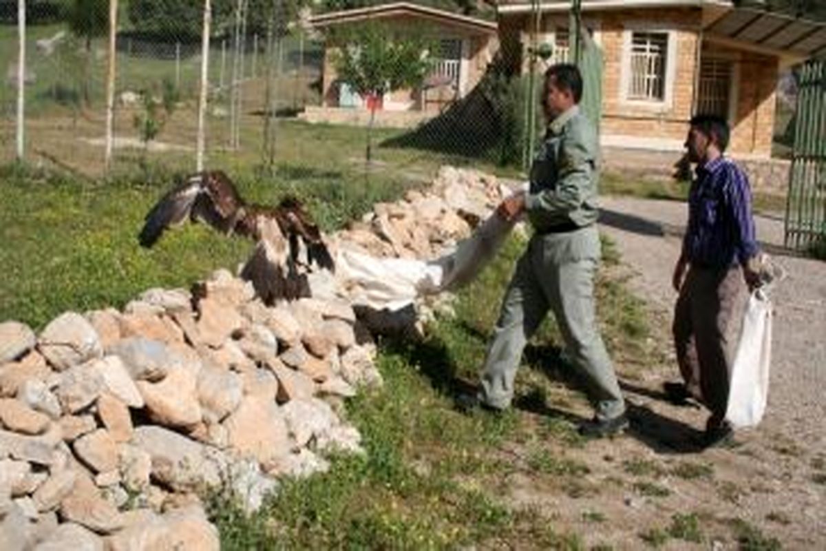 رهاسازی دو بهله پرنده شکاری در خرم آباد