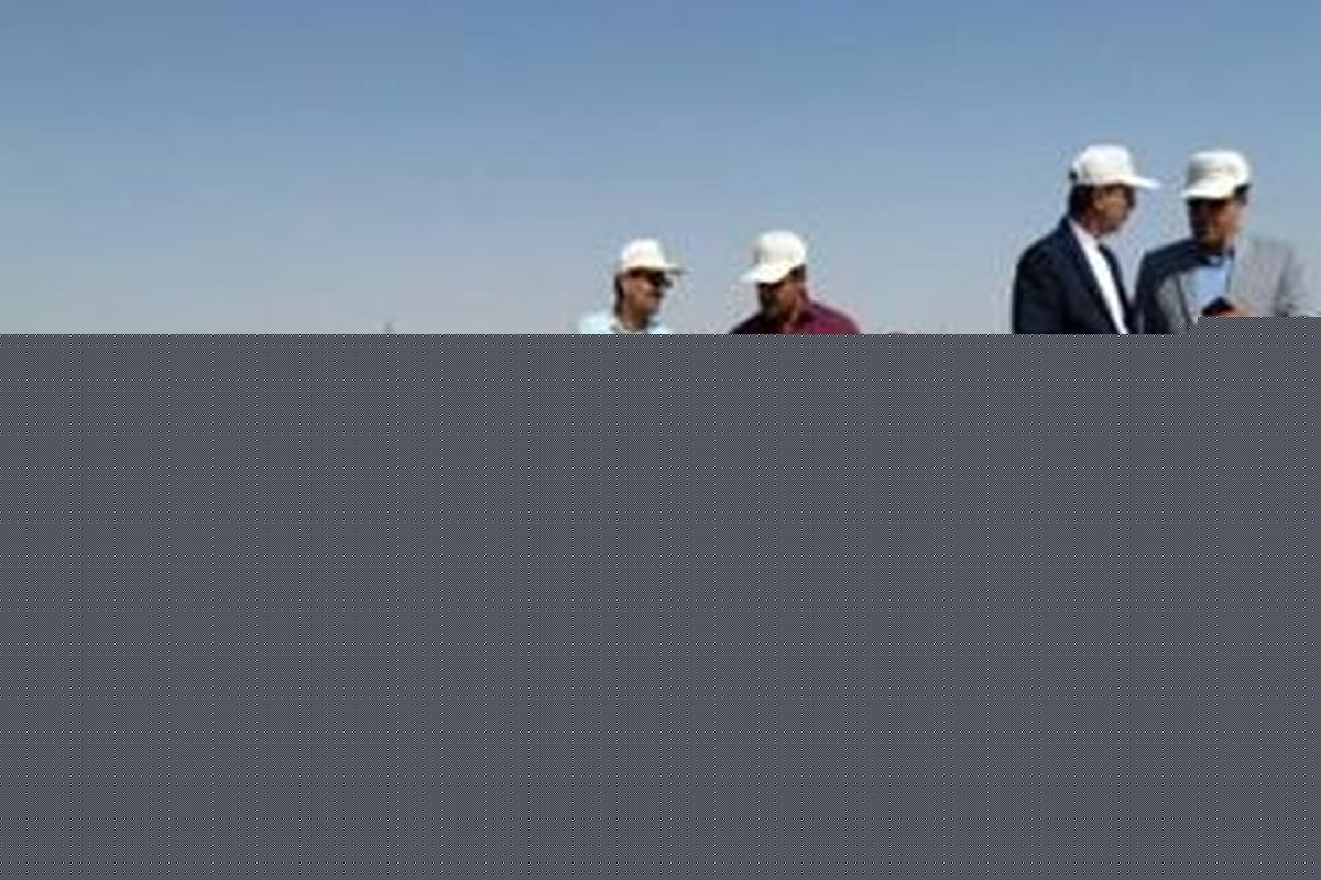 بیش از ۷۳هزار تن گندم از کشاورزان استان تهران خرید تضمینی شد