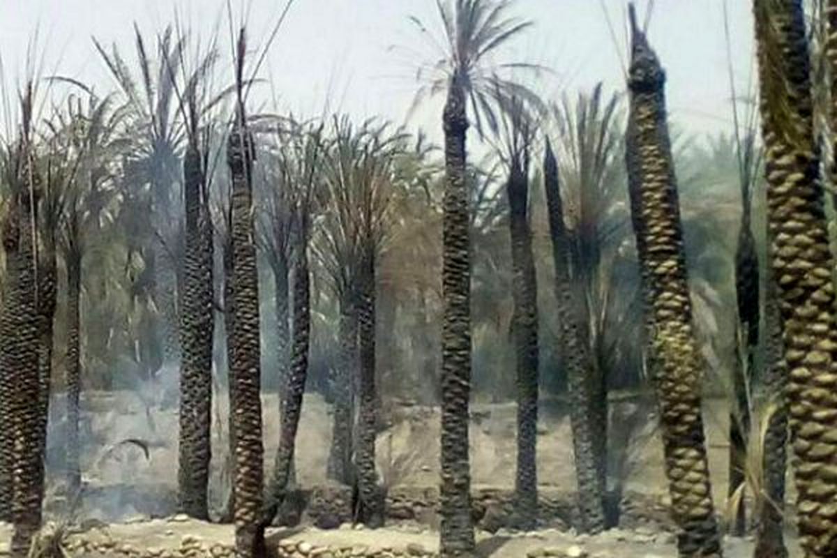۶۵۰ نفر نخل در روستای کلو میناب در آتش سوخت