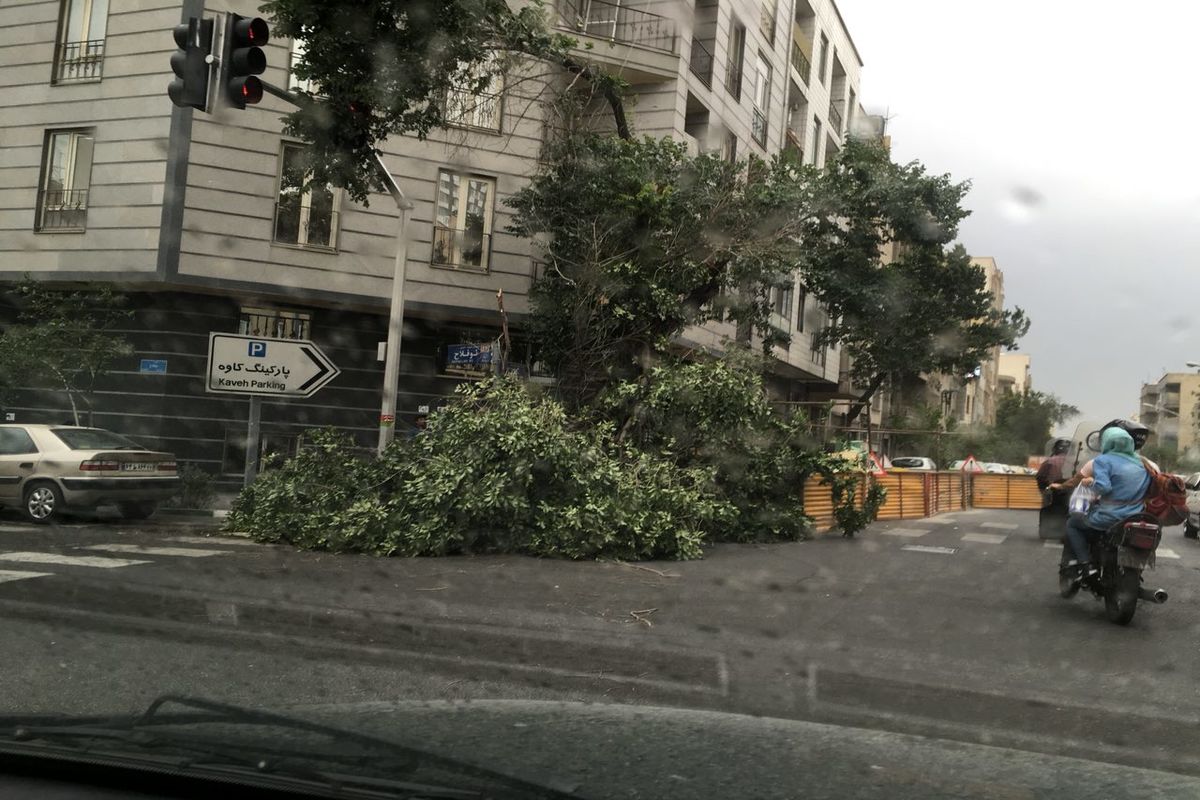 طوفان در تهران درختان را شکست / ببینید