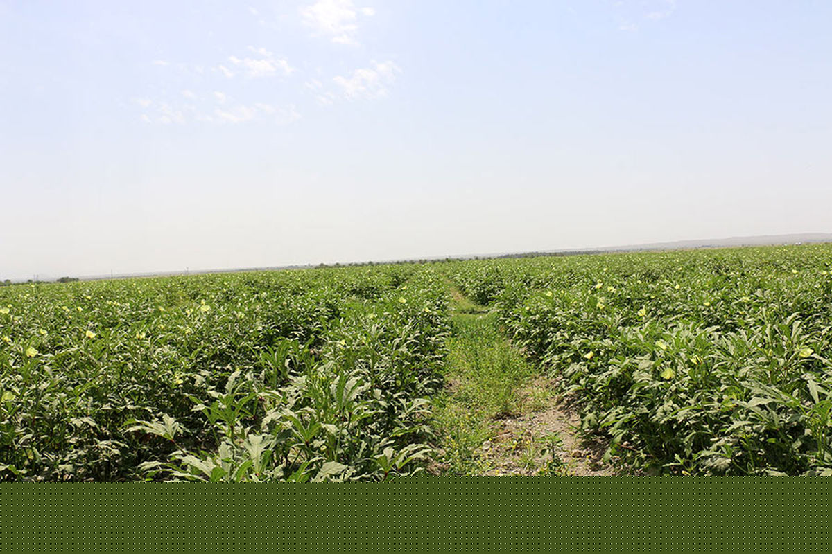 آغازبرداشت محصول بامیه درشهرستان دره شهر