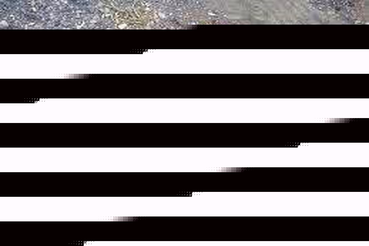 دستگیری شکارچیان خرگوش در الیگودرز