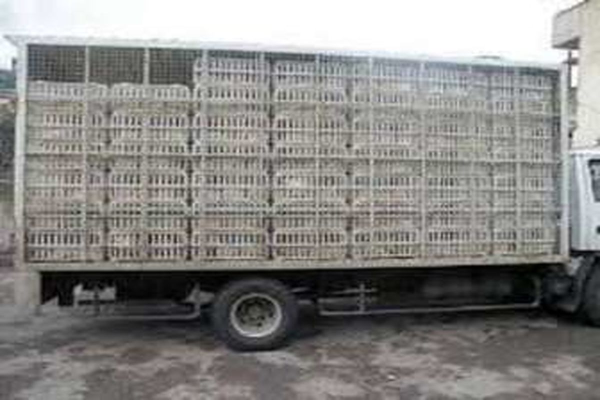 توقیف کامیونت حامل مرغ قاچاق در ایرانشهر
