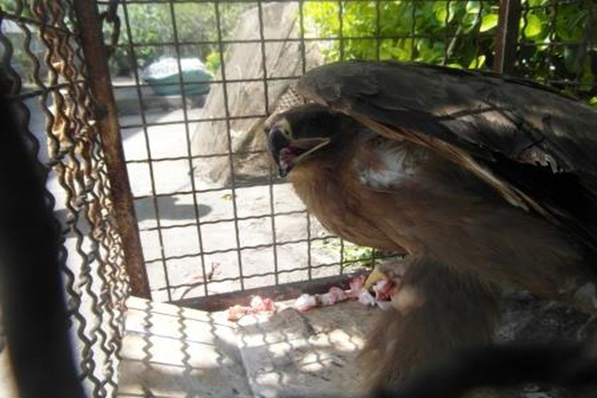 کشف و ضبط یک بهله عقاب صحرایی در لنگرود